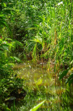 Putumayo, Kolombiya 'nın göbeğinde canlı yeşil bitki örtüsüyle çevrili sakin bir su akıntısı manzarası.