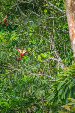 Çarpıcı bir çiçekle yemyeşil yaprakların yakın görüntüsü Putumayo, Kolombiya 'nın biyolojik çeşitliliğini gözler önüne seriyor..