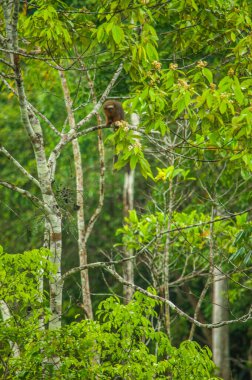 Meraklı bir maymun, Putumayo, Kolombiya 'nın bereketli Amazon yağmur ormanlarındaki canlı yeşil yaprakların arasına tünemiş..