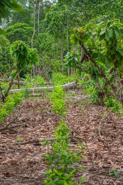Kolombiya 'nın Putumayo kentindeki bir ormandaki kurumuş yaprakların arasında canlı yeşil bitkiler, bölgenin zengin biyolojik çeşitliliğini gösteriyor..