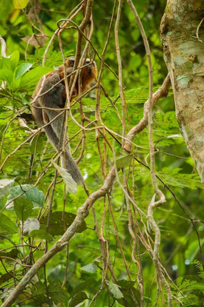 Putumayo, Kolombiya 'nın canlı yağmur ormanlarında, yemyeşil yapraklarla çevrili dallara tünemiş bir maymun..