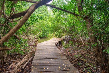 Yoğun mangrov bitkilerinin arasında dolanan ahşap bir patika doğanın Rosario Adası, Kolombiya 'daki dingin güzelliğine bir göz atıyor..