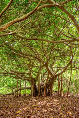 Geniş dalları ve yemyeşil yaprakları olan görkemli bir ağaç Rosario Adaları, Cartagena, Kolombiya, düşmüş yapraklarla çevrili..