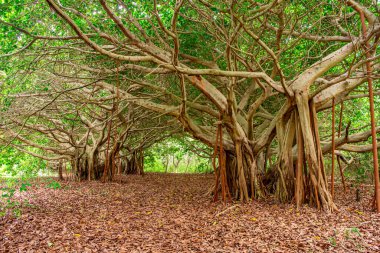 Rosario Adaları, Cartagena, Kolombiya 'da ayaklarının altında yaprakları dökülmüş eşsiz ağaçlarla çevrili sakin bir manzara..