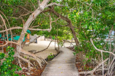 Yeşilliklerle çevrili ahşap bir patika Cartagena, Kolombiya 'daki Rosario Adası' nda sakin bir plaja çıkıyor..