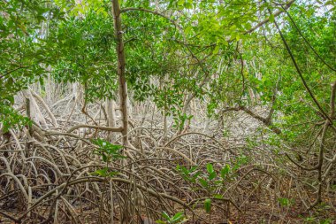 Rosario Adaları, Cartagena, Kolombiya 'da yoğun bir mangrov ormanı..