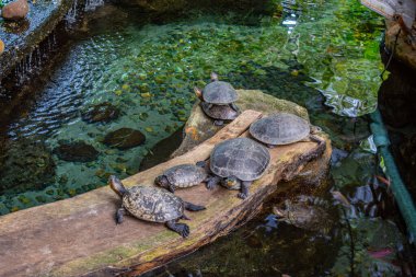 Tolima, Kolombiya 'daki vahşi yaşamı kurtarma çabalarını vurgulayan, berrak sudaki ahşap bir kütükte güneşlenen kaplumbağaların sakin bir görüntüsü..