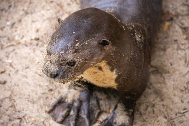 Kolombiya, Tolima 'daki bir yaban hayatı iyileştirme merkezinde kurtarılmış bir su samurunun yakın çekimi, hayvan koruma alanının önemini gösteriyor..