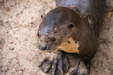 Kolombiya 'nın doğal yaşam alanı olan Tolima' da vahşi yaşamı kurtarma çabalarını sergileyen bir su samuru..