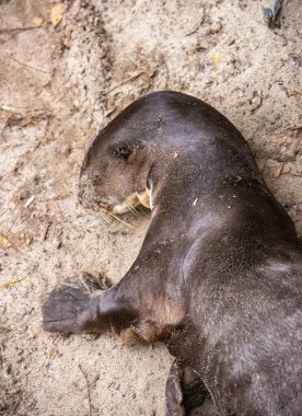 Bir su samuru kumlu zeminde huzur içinde dinleniyor. Tolima, Kolombiya 'da vahşi yaşamı koruma çabalarını sergiliyor..