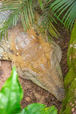 Tolima, Kolombiya 'da yeşilliklerin arasında dinlenen bir Timsah' ın yakın plan görüntüsü, verimli doğa ve vahşi yaşamı kurtarma çabalarını vurguluyor..