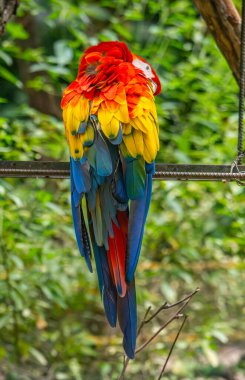 Tolima, Kolombiya 'daki yemyeşil çimlerin arasına tünemiş canlı bir papağan vahşi yaşamı kurtarma çabalarının özünü somutlaştırıyor..