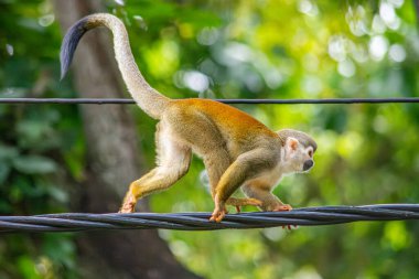 Bir sincap maymunu Tolima, Kolombiya 'daki yemyeşil alanda enerji hatları üzerinde ustalıkla denge kurarak bölgenin çeşitli vahşi yaşam kurtarma çabalarını gösteriyor..