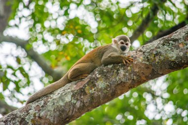 Bir sincap maymunu Tolima, Kolombiya 'da bir ağaç dalında gevşeyerek bölgenin zengin yaban hayatı ve doğa kurtarma çabalarına ışık tutuyor..
