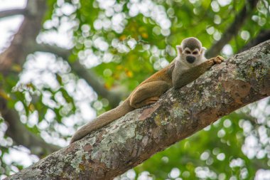 Tolima, Kolombiya 'da bir ağaç dalında dinlenen dingin bir sincap maymunu doğadaki vahşi yaşamın güzelliğini gözler önüne seriyor..