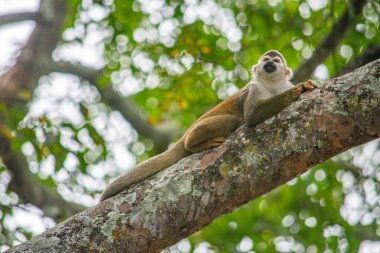 Bir sincap maymunu Tolima, Kolombiya 'da bir ağaç dalında gevşeyip bölgenin zengin vahşi yaşam ve doğa koruma çabalarını sergiliyor..