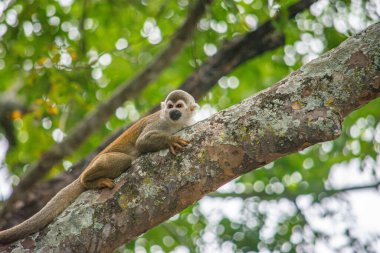 Bir sincap maymunu Tolima, Kolombiya 'nın yemyeşil bir ortamında bir ağaç dalına uzanmış vahşi yaşamı kurtarma çabalarını simgeliyor..