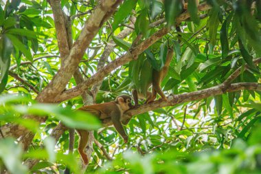 Tolima, Kolombiya 'da yemyeşil yaprakların arasında dinlenen iki sincap maymunu doğal ortamdaki doğal yaşam kurtarma çabalarını vurguluyor..