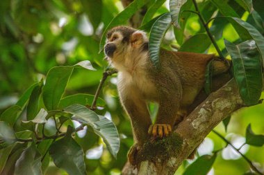 Tolima, Kolombiya 'da yemyeşil bir ağaç dalına tünemiş bir maymun vahşi yaşamı kurtarma çabalarının güzelliğini gözler önüne seriyor..