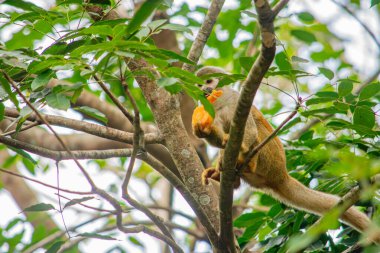 Tolima, Kolombiya 'da yemyeşil yaprakların arasında çerez yiyen bir sincap maymunu doğadaki vahşi hayatı kurtarma çabalarını sergiliyor..