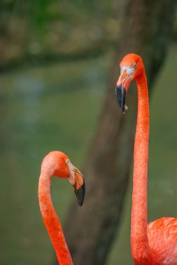 İki canlı flamingo doğal ortamlarında barışçıl bir şekilde etkileşime geçerek Tolima, Kolombiya 'daki vahşi yaşam kurtarma çabalarını vurguluyor..