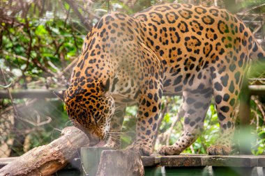 Tolima, Kolombiya 'daki bir yaban hayatı iyileştirme merkezinde yaşam alanını keşfeden bir jaguarın yakın çekimi doğanın güzelliğini ve koruma çabalarını gözler önüne seriyor..