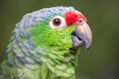 Canlı bir papağan portresi, benzersiz renklerini ve özelliklerini gözler önüne seriyor, Tolima, Kolombiya 'daki vahşi yaşamı kurtarma çabalarını temsil ediyor..