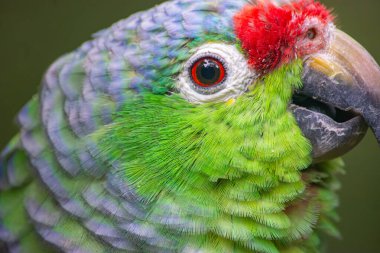 Tolima, Kolombiya 'daki vahşi yaşam kurtarma çabalarını sembolize eden parlak yeşil tüyleri ve kırmızı aksanlı canlı bir papağan..