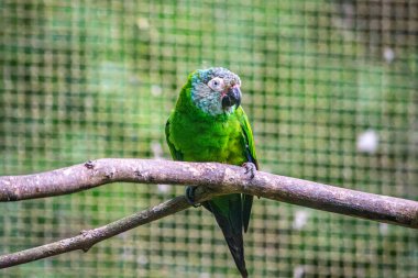 Tolima, Kolombiya 'daki bir vahşi yaşam rehabilitasyon merkezinde canlı yeşil bir papağan tünemiş. Doğanın güzelliğini ve koruma çabalarını gösteriyor.