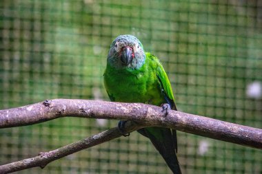 Tolima, Kolombiya 'daki vahşi yaşam kurtarma girişiminin bir parçası olan canlı yeşil bir papağan yerel bir hayvanlığın güzelliğini gözler önüne seriyor..