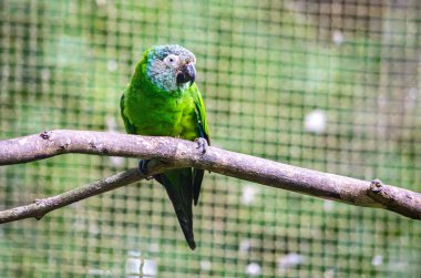 Tolima, Kolombiya 'da bulunan vahşi yaşam tedavi merkezindeki bir dala tünemiş canlı yeşil bir papağan yerel faunanın güzelliğini gözler önüne seriyor..
