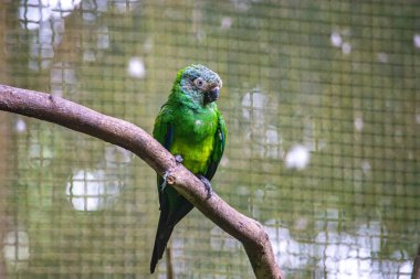 Tolima, Kolombiya 'da vahşi yaşam düzelme ortamında çarpıcı tüyler sergiliyor..