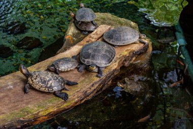 Tolima, Kolombiya 'daki bir yaban hayatı kurtarma bölgesinde su kenarında güneşlenen beş kaplumbağa doğa ve koruma çabalarını sergiliyor..