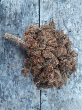 Edelweiss çiçek aranjmanını kapat. Uzun zamandır donuk ve tozlu bir vazoda saklanıyor. Ahşap arkaplan.