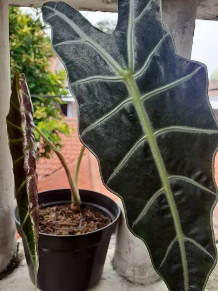 stock image Taro tree alocasia amazon asia in black pot.Blured background.