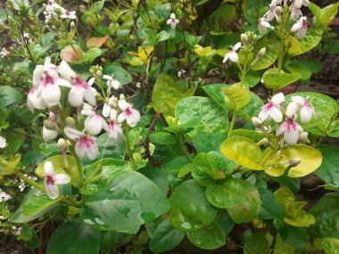 Japon beyaz yasemin çiçekleri, taze, güzel kokulu, bahçe yolunun kenarında zarif.