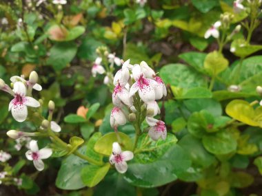 Japon beyaz yasemin çiçekleri, taze, güzel kokulu, bahçe yolunun kenarında zarif.