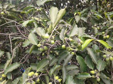 İspanyol Kiraz Bitkisi 'ni kapatın, botanik adı Mimusops Elengi, ya da Bullet ağacı, ya da Tanjong ağacı. Mimusops cinsi, aile sapodillası...