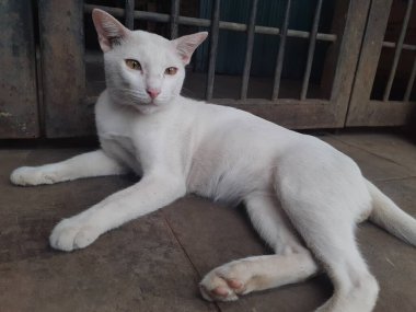 Beyaz bir kedi yalnızdır, tüm vücudu bembeyazdır uzanmış, yerde yatar, geleneksel bir pazarda kapalı bir dükkan çitinin önünde..