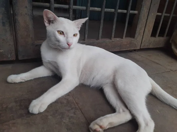 Gato Blanco Está Solo Blanco Por Todo Cuerpo Está Relajado — Foto de Stock