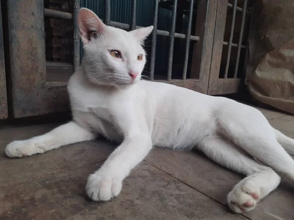 Gato Blanco Está Solo Blanco Por Todo Cuerpo Está Relajado — Foto de Stock