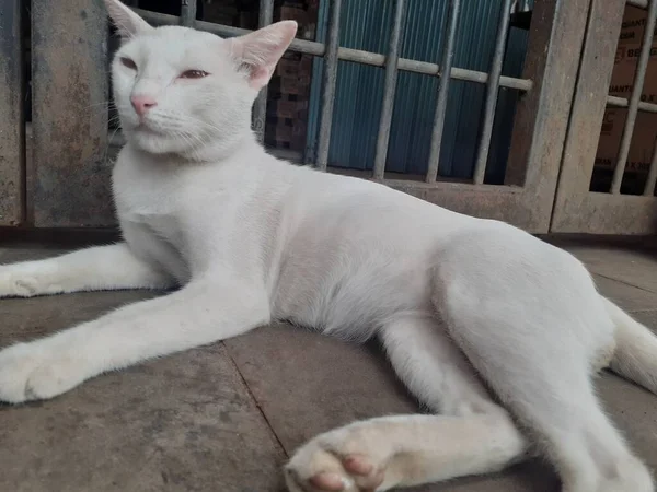 Gato Blanco Está Solo Blanco Por Todo Cuerpo Está Relajado —  Fotos de Stock