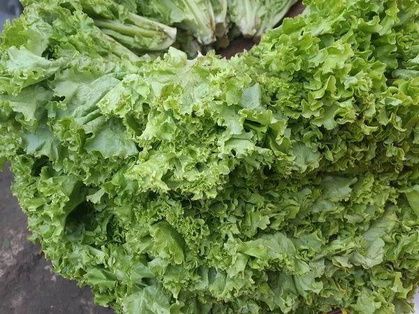 Saláta Vagy Sziámi Levél Lactuca Sativa Olyan Növényi Növény Amelyet — Stock Fotó