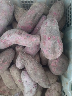 Ipomoea yarasaları veya mor tatlı patatesler. Geleneksel pazarda birçok mor tatlı patates satıcının sepetindedir. Mor tatlı patateslerin faydaları artan bağışıklık, karaciğer ve böbrek sağlığıdır..