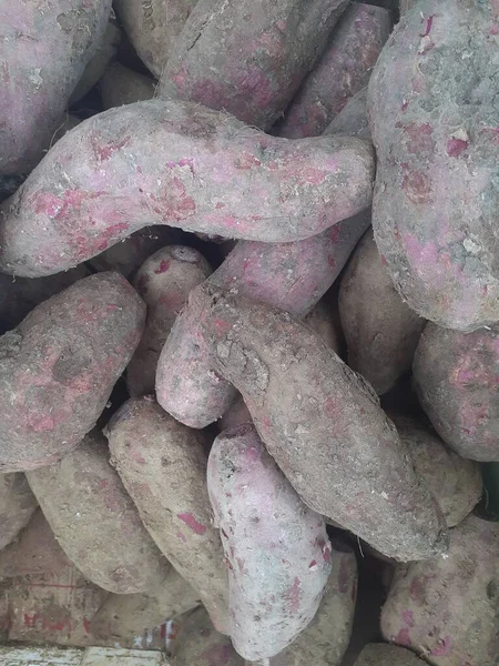 Ipomoea Batatas Lub Purpurowe Słodkie Ziemniaki Wiele Purpurowych Słodkich Ziemniaków — Zdjęcie stockowe