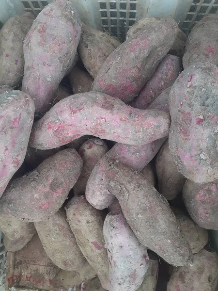 Ipomoea batatas or purple sweet potato. Many purple sweet potatoes are in the seller's basket at the traditional market. The benefits of purple sweet potatoes are increasing immunity, liver and kidney health.