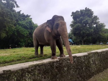 Kapsama alanında yürüyen bir Sumatra fili Ragunan Vahşi Yaşam Parkı ziyaretçilerine yaptıklarını gösteriyor..