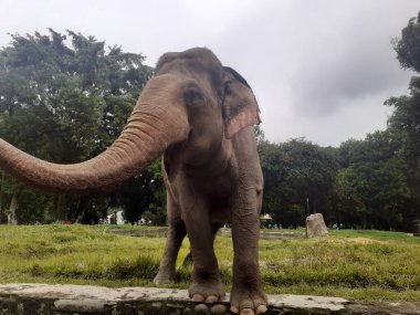 Kapsama alanında yürüyen bir Sumatra fili Ragunan Vahşi Yaşam Parkı ziyaretçilerine yaptıklarını gösteriyor..