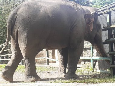 A Sumatran elephant seen from behind while taking food in its cage, in the Ragunan Wildlife Park area.