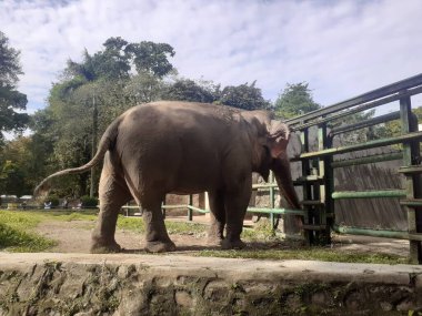 A Sumatran elephant seen from behind while taking food in its cage, in the Ragunan Wildlife Park area.